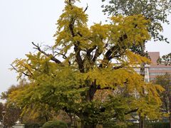 -清华大学玉泉医院