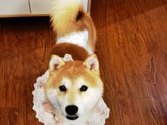 -豆柴町-柴犬主题狗咖(红鼎国际C座店)