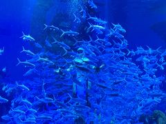-哈尔滨波塞冬海底世界