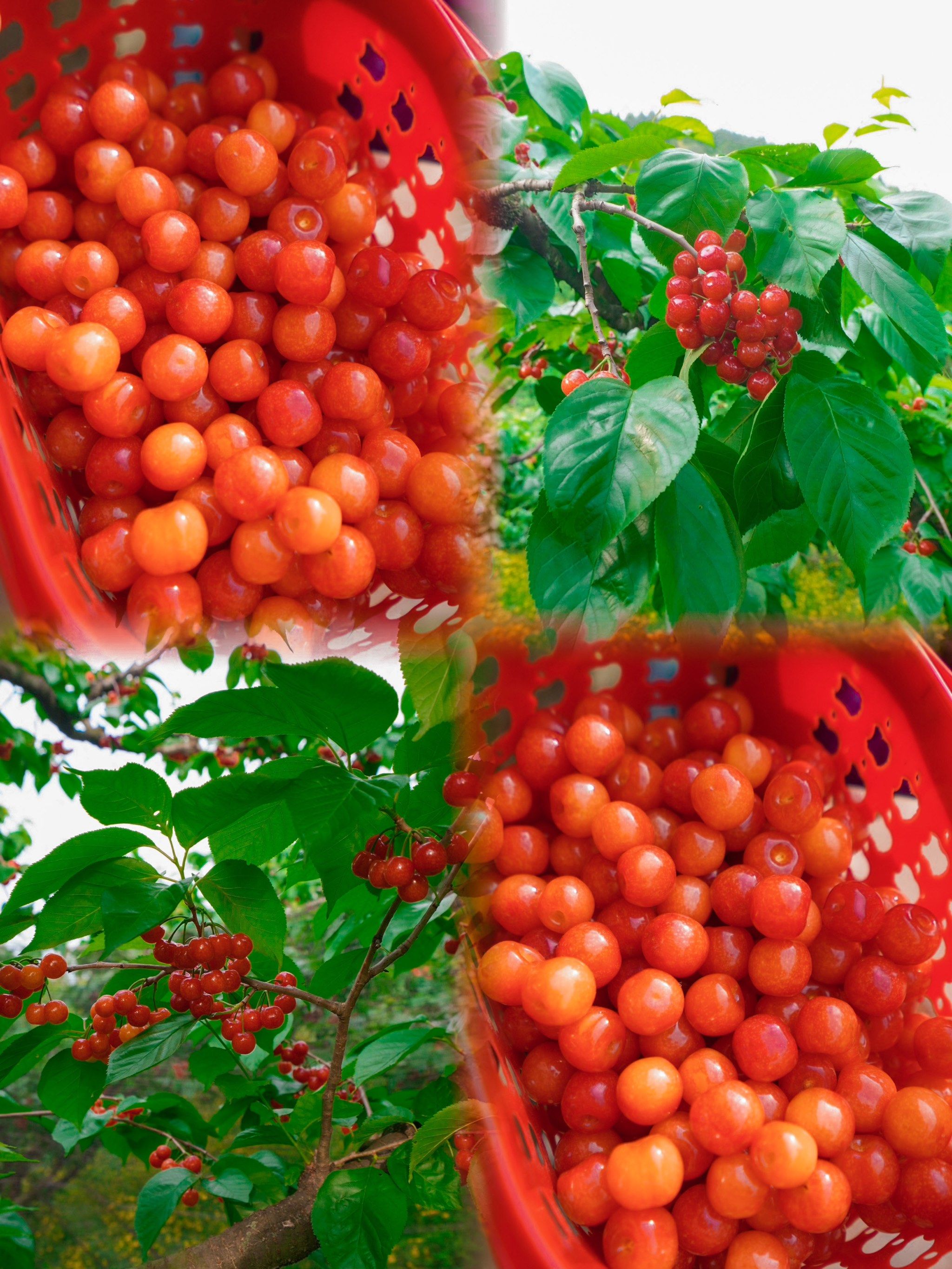 成都周边游02|02樱桃90采摘好去处