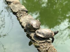 -杭州西湖风景名胜区-三生石