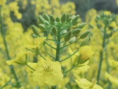 -贵阳市花溪国家城市湿地公园