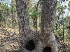 -上海佘山国家森林公园天马山园