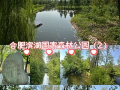 -合肥滨湖国家森林公园
