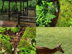 -五营红松林海景区