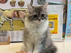 -御宝贝·A梦猫科宠物医院(国际猫友好医院)