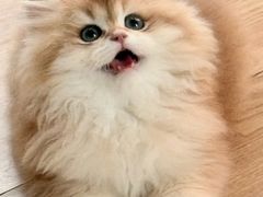 -lincat·猫舍(广州店)