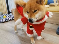 -柴迷FANS CLUB·柴犬狗咖·猫咖