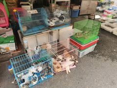 -清平路水族市场