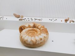 -青岛贝壳博物馆