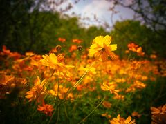 -上海吴淞炮台湾国家湿地公园