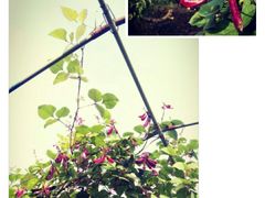 时令有机蔬菜及野菜-武汉世外桃源农庄