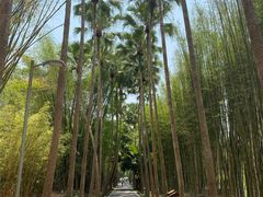 -中国科学院西双版纳热带植物园