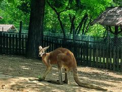 -大连森林动物园
