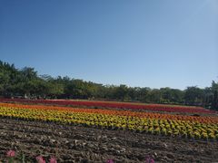 -丹樱生态园