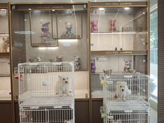 -翊宠yipet猫狗购宠庄园犬舍•猫舍