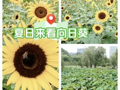 -大宁公园