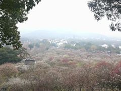 -香雪海