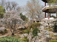 -莲花池公园