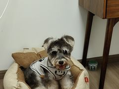 -翊宠yipet猫狗购宠庄园犬舍•猫舍