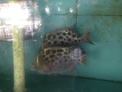 金古-浪琴湾尾角仔海鲜坊