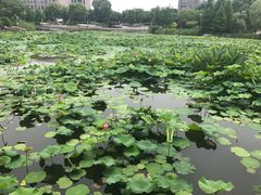荷花-3W咖啡(国家软件园店)