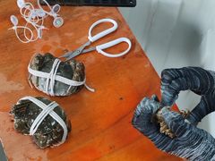 -阳澄湖大闸蟹·琼灵阁牌品牌连锁(吴中总店)