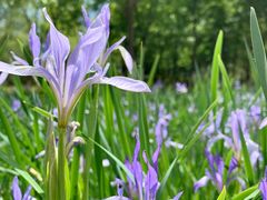 -永定河休闲森林公园