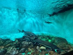 -太平洋海底世界