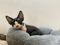-momokira米努特·德文卷毛猫·棉花面纱犬