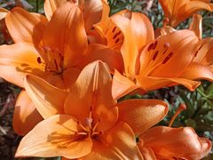 -石家庄市植物园