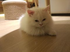 -猫腻·猫咖·撸猫馆(星光大道店)
