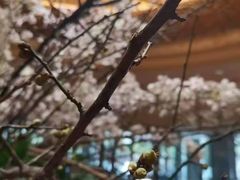 -苏州香格里拉大酒店