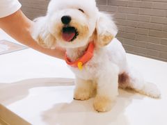 -神采飞扬宠物美容(香港路店)