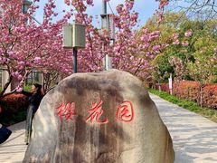 -高东镇樱花园