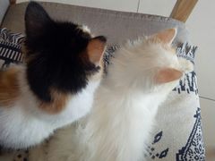 -平行世界·猫咖(首经贸店)