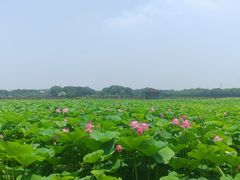 -荷塘月色湿地公园·向阳花洲