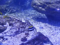 -海合安武汉极地海洋公园