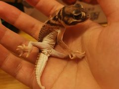 -酷以爬仙阁实体爬宠店·守宫·蜥蜴·专业繁育