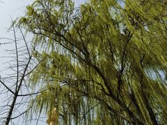 -兴隆文化园景区