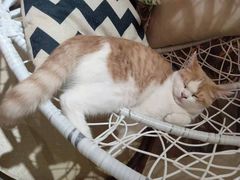 -藏猫猫咖啡主题馆(中央大道店)