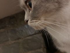 -猫色咖啡·猫咖