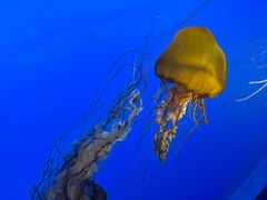 -太平洋海底世界