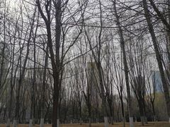 -大望京公园