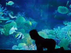 -暹罗海洋世界