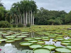 -中国科学院西双版纳热带植物园