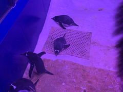 -暹罗海洋世界