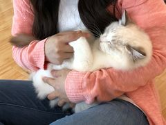 -momokira米努特·德文卷毛猫·棉花面纱犬