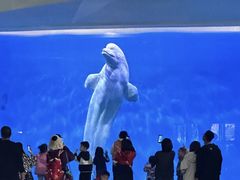 -泉城欧乐堡海洋极地世界