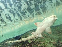 -悉尼海洋生物水族馆